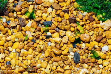 Pebbles and seaweed on beach shore. Abstract background.