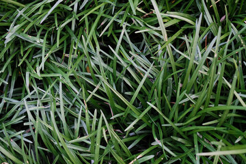 Close-up top view of long grass in garden