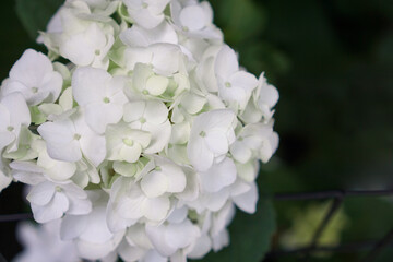Hydrangea macrophylla, beautiful white flowers