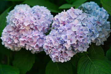 Obraz premium Hydrangea macrophylla, beautiful purple flowers