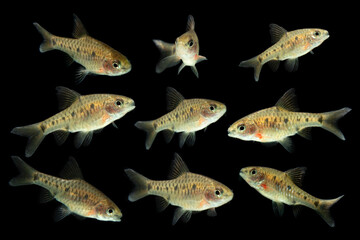 Collection of Puntius Banksi also known as Saddle Barb isolated on black