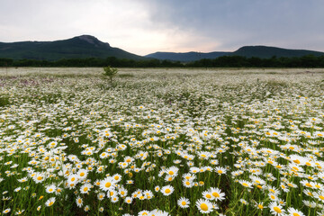 Chamomile flower field. Landscape with Chamomiles.