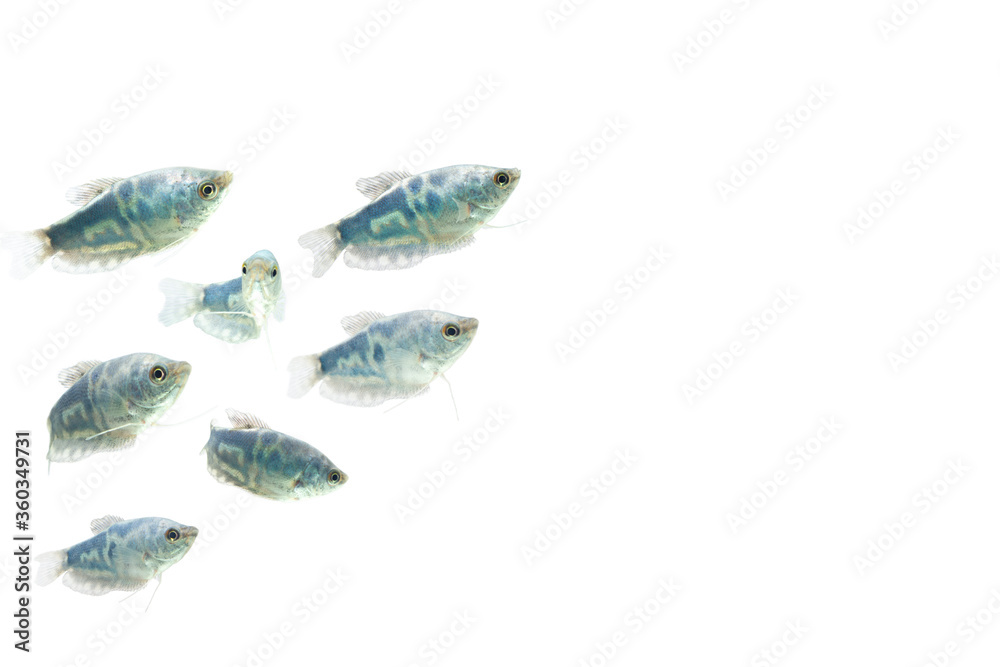 Wall mural Opaline Gourami /Trichopodus trichopterus tropical aquarium fish 