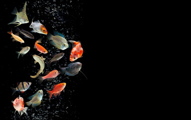 Collection freshwater aquarium fish with water bubbles on black background.
