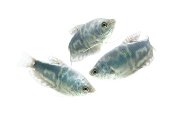 Opaline Gourami /Trichopodus trichopterus tropical aquarium fish 