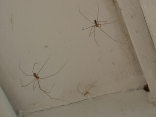 2 common house spiders in web