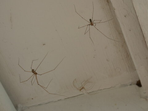 2 Common House Spiders In Web