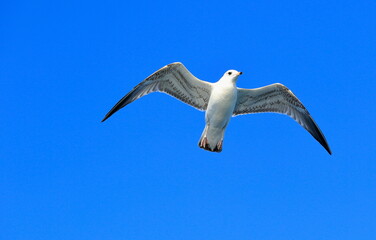 Obraz premium White seagull is flying in the blue sky.