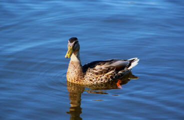 duck in water