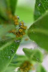 Larvas amarillas 04