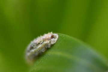 Gusano en hoja verde
