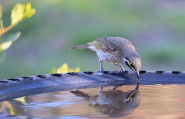 Yellow-faced Honeyeater (Caligavis chrysops) at birdbath, South Australia