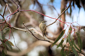 Yellow-faced Honeyeater (Caligavis chrysops) in eucalypt, South Australia