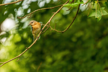 Fototapeta premium Female Eastern Bluebird Perched on a Branch (Closeup)