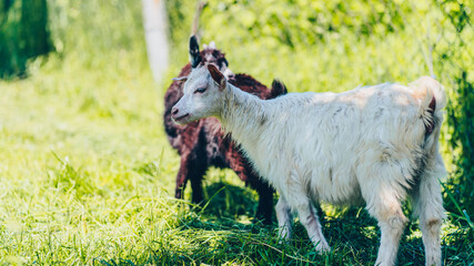 Little goats grazing in green meadow. Animals eating green grass outdoors.