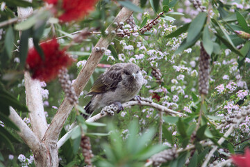 Little Wattlebird baby, South Australia