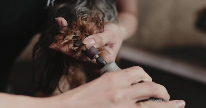 Trimming and polishing dog claws.