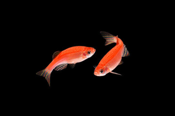 Obraz premium The pink zebra danio Glofish on black background 