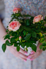 girl's hands are holding a flowerpot with a flowering rose bush