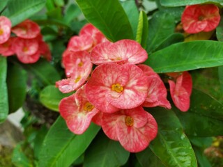 Obraz premium Red Euphorbia flowers and water droplets Natural background.