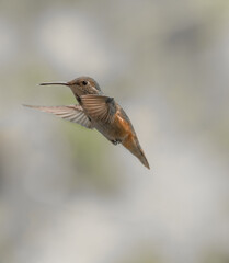 Fototapeta na wymiar Rufous Hummingbird 1852