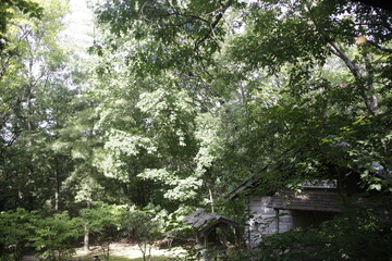 old house in the forest