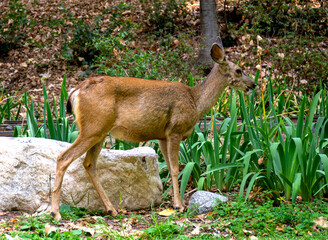 A doe eating plants in a lush garden setting in Los Angeles County, California.