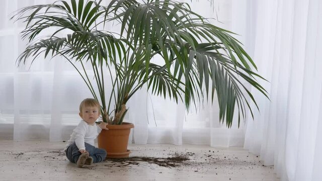 Happy little child making mess at flowerpot, baby boy looking, smiling and walk
