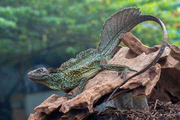 HydrosaurusAmboinensis