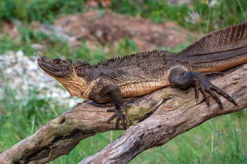 Hydrosaurus microlopus