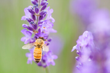 flying honeybee on lavender flower