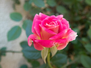 Side View of a Pink Rose