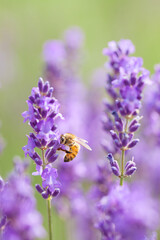 flying honeybee on lavender flower