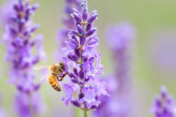 honeybee on lavender flower