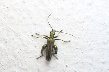 Male oedemera Nobilis, aka false oil beetle, is clearly pictured against the lumpy white paint of a wall.