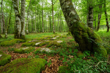 Obraz premium Idyllic forest landscape with mossy stones and mossy tree trunks. Fairy tale scenary. High quality photo