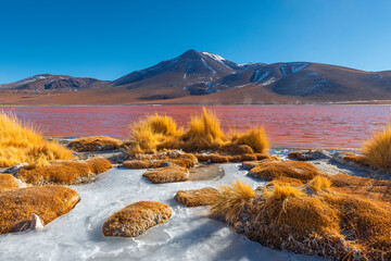 Shore of the Laguna Colorada (Red Lagoon) with Andes grass and ice in winter, Uyuni salt flat desert, Bolivia. © SL-Photography