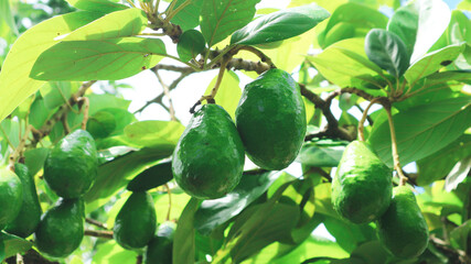 The 8th avocado species in the avocado breeding park, Tak, Thailand