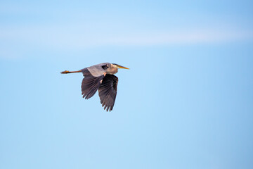 Great Blue Heron (Ardea herodias) flying in front of a blue, Wisconsin sky in June