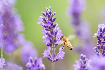 flying honeybee on lavender flower