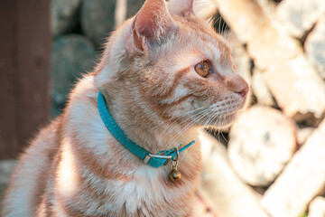 水色の首輪と鈴をつけたペットのトラネコの横顔