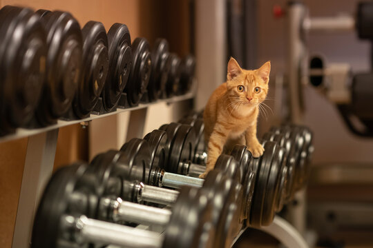 Cat athlete. Ginger cat in the gym. Dumbbells of different weights. When you look surprised