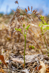 春の味覚　蕨　わらび　ワラビ