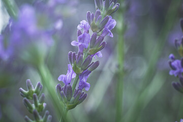 lavender flowers in the garden