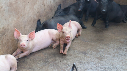 Many very white pigs in the pen