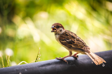 sparrow on a branch