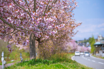 天龍峡八重桜街道の桜