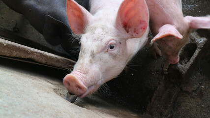 Many very white pigs in the pen