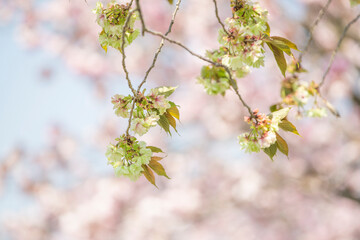 天龍峡八重桜街道の桜　緑の桜　御衣黄