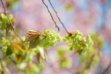天龍峡八重桜街道の桜　緑の桜　御衣黄